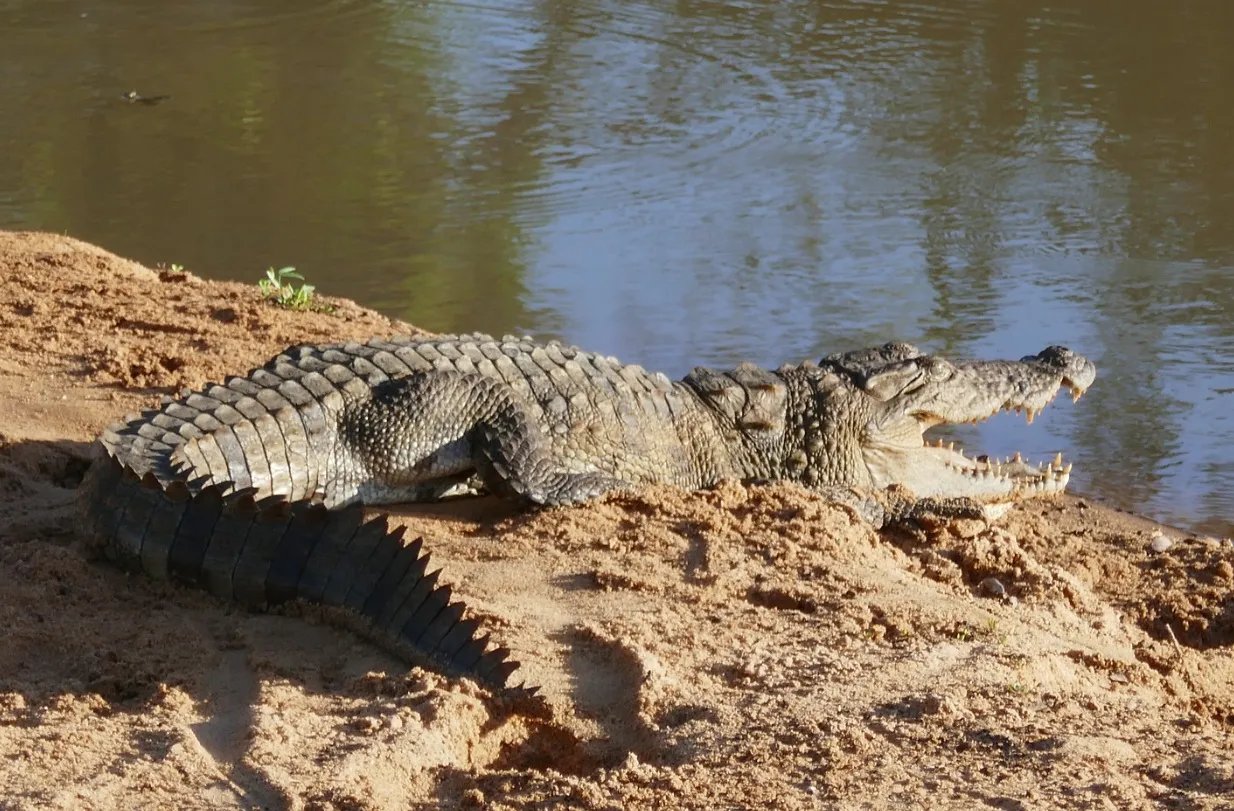 Sri lanka yala krokodil national park dieren natuur