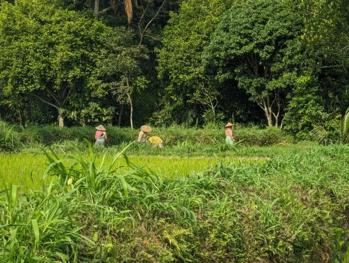 tetebatu wandeling lombok dimsum reizen