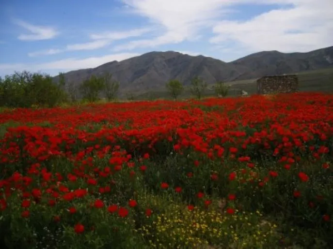 turkmenistan nohur