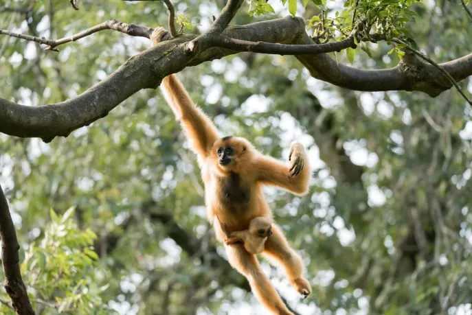 gibbon cambodja binnenland Mondulkiri