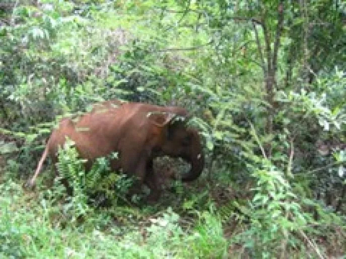 elephant valley Mondulkiri Cambodja jungle