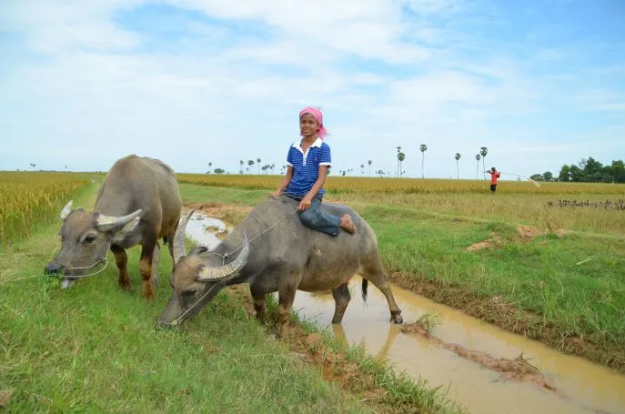 dimsum reizen cambodja platteland siem reap