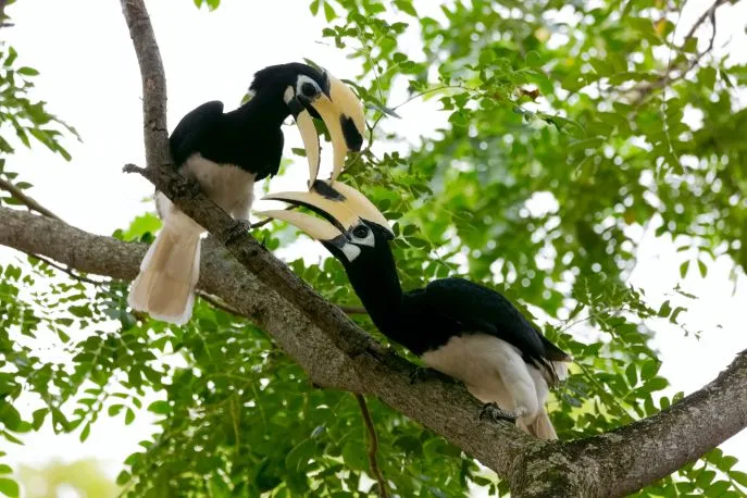 neushoornvogel java dimsum reizen