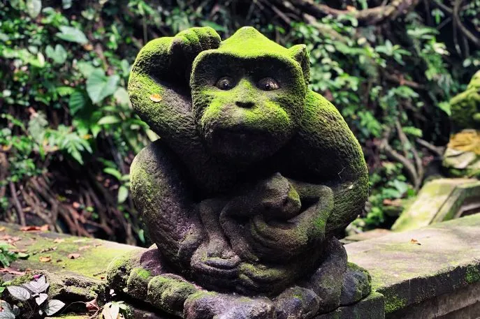 monkey forest bali dimsum reizen
