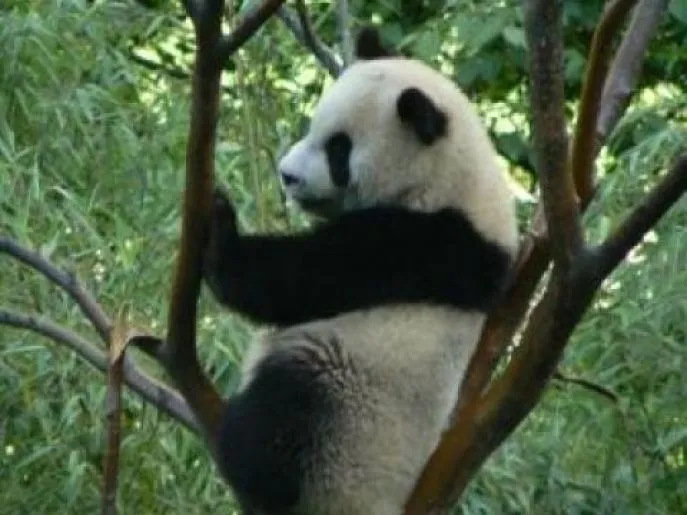 tibet amdo wolong Chengdu Nationaal Park Panda