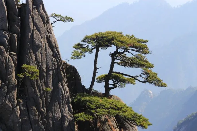 klim-heilige-berg-huangshan-boom-pelgrim