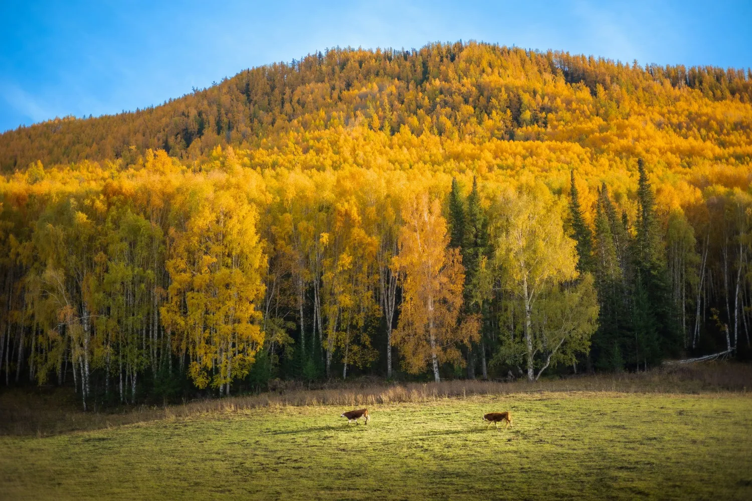 China Xinjiang Kui Tun