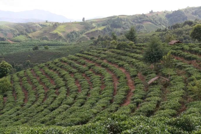 bush tea plantation 01 2