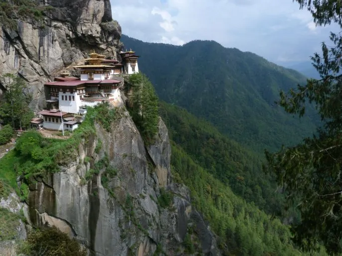 tigers nest dimsum