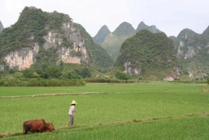 china rijstvelden yangshuo
