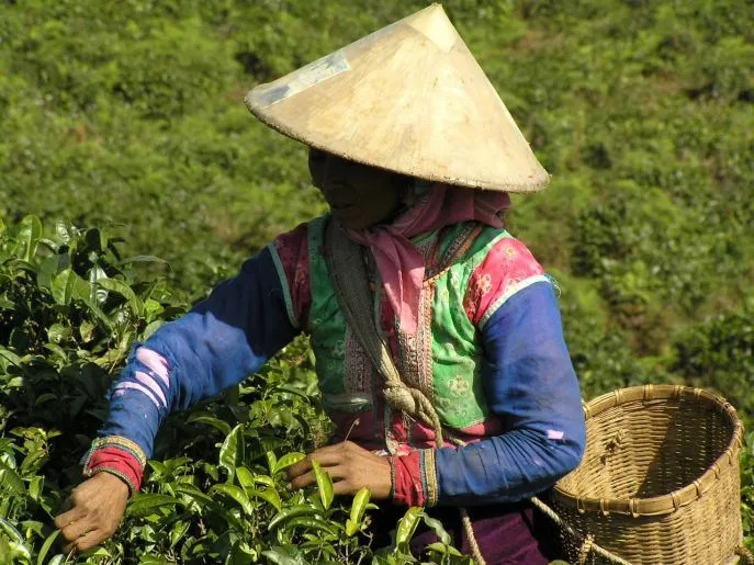 Sfeerafbeelding teeplantagen xishuangbanna