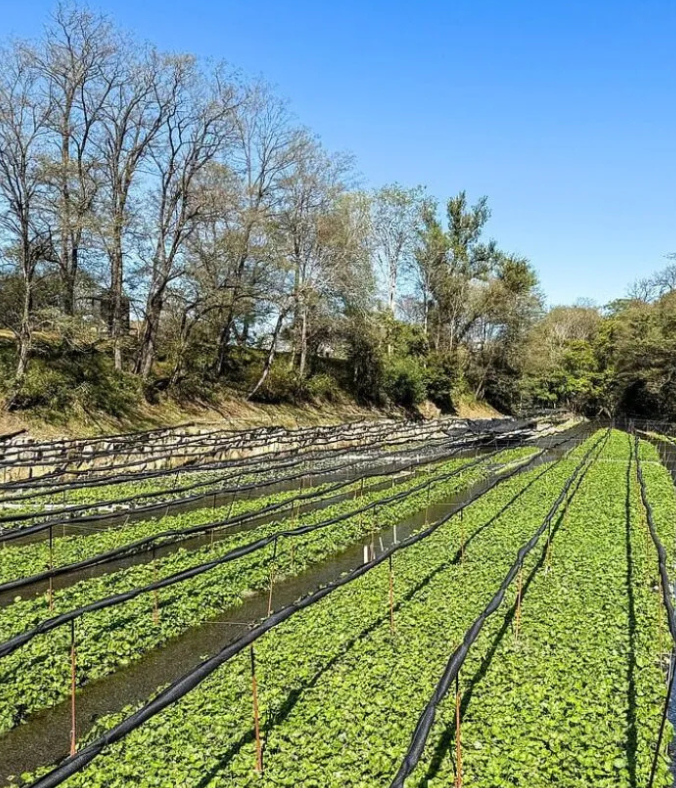Sfeerafbeelding wasabi-tour-dimsum-reisen